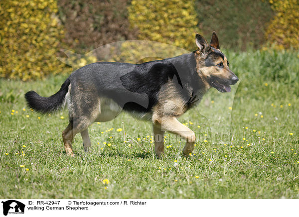 walking German Shepherd / RR-42947