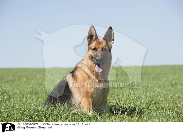 sitting German Shepherd / SST-10072