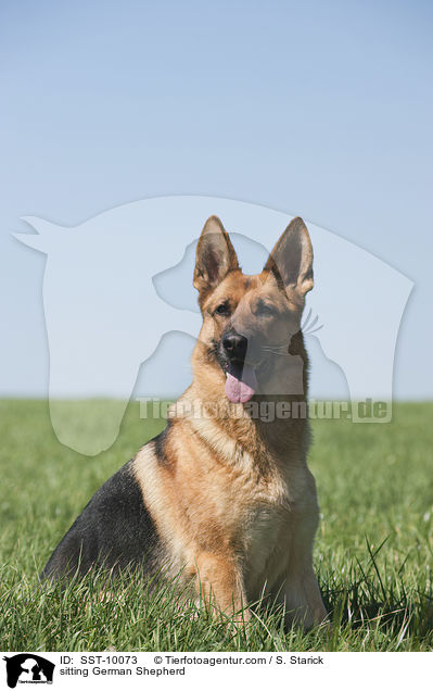 sitting German Shepherd / SST-10073
