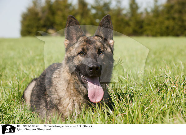 lying German Shepherd / SST-10076