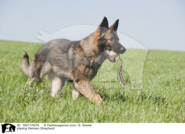 playing German Shepherd / SST-10078