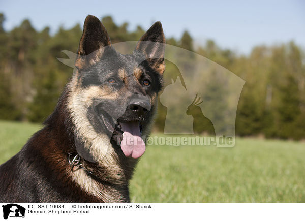German Shepherd Portrait / SST-10084
