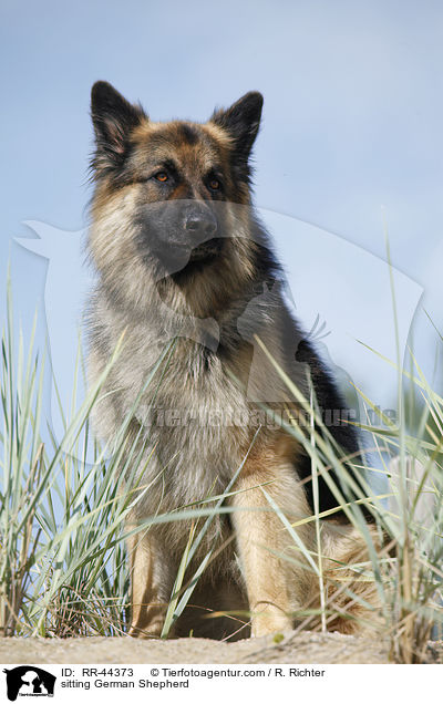 sitting German Shepherd / RR-44373