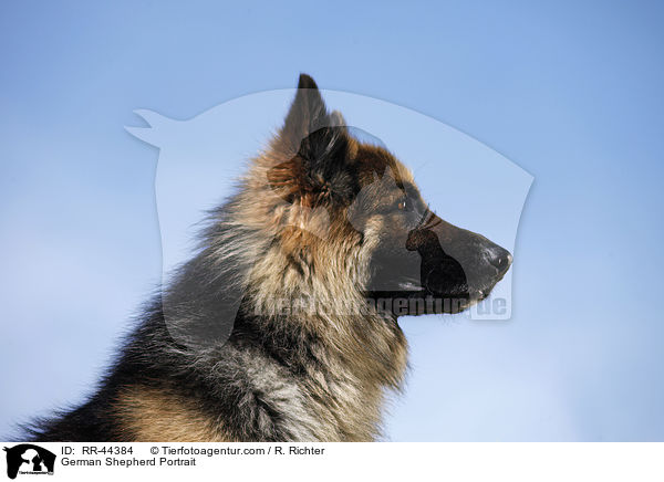 German Shepherd Portrait / RR-44384