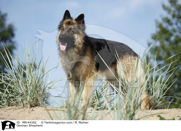 German Shepherd / RR-44392