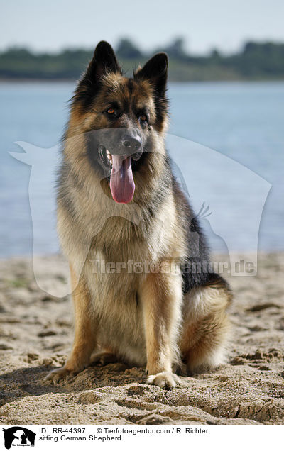 sitting German Shepherd / RR-44397