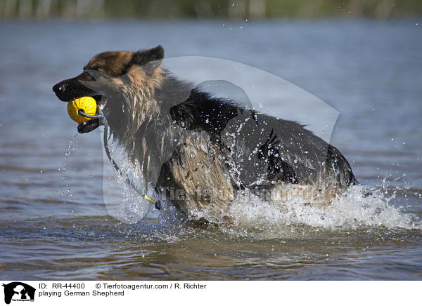 playing German Shepherd / RR-44400