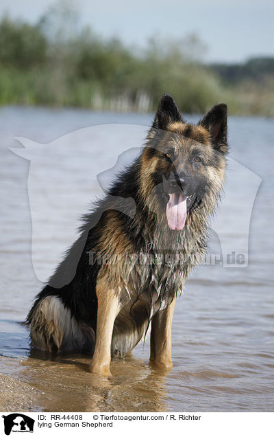 lying German Shepherd / RR-44408