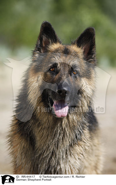 German Shepherd Portrait / RR-44417