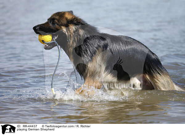playing German Shepherd / RR-44437