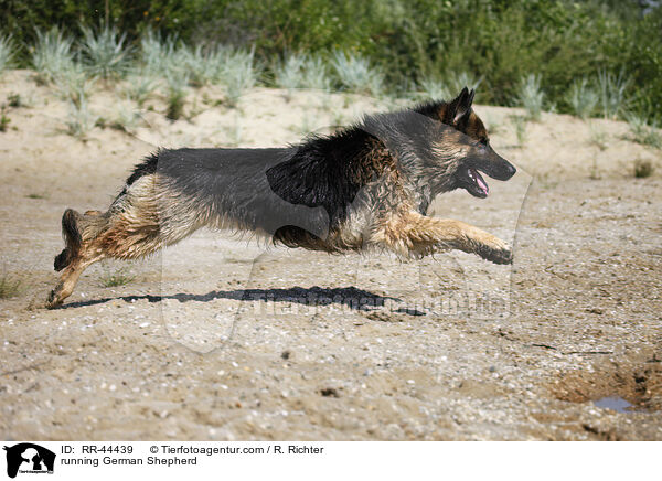 running German Shepherd / RR-44439