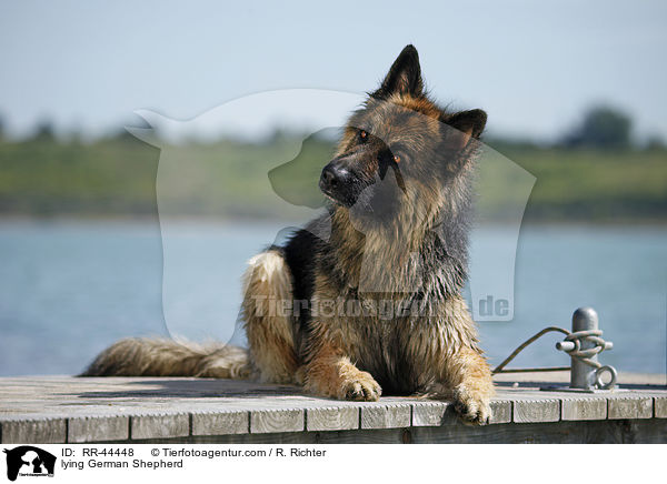 lying German Shepherd / RR-44448