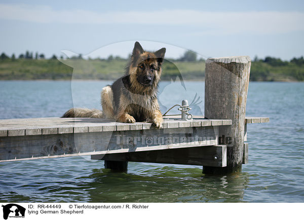 liegender Deutscher Schferhund / lying German Shepherd / RR-44449