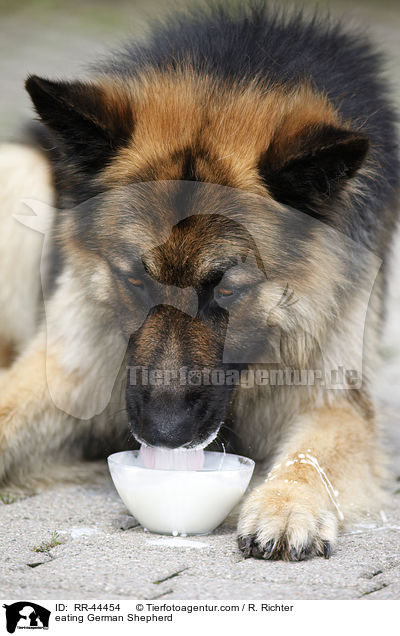 eating German Shepherd / RR-44454