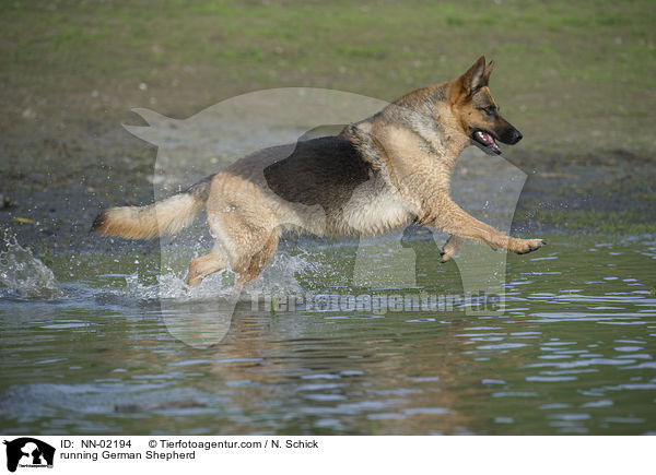 running German Shepherd / NN-02194