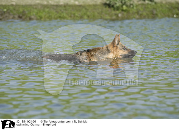 swimming German Shepherd / NN-02196