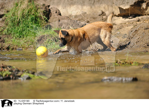 playing German Shepherd / YJ-05190