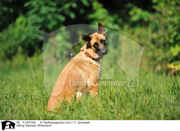 sitting German Shepherd / YJ-05192