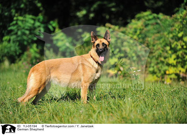 German Shepherd / YJ-05194