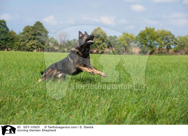 running German Shepherd / SST-10925