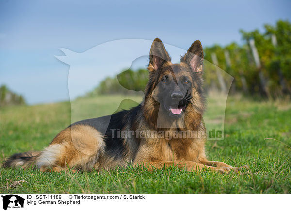 lying German Shepherd / SST-11189
