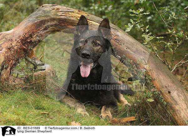 lying German Shepherd / BES-01689