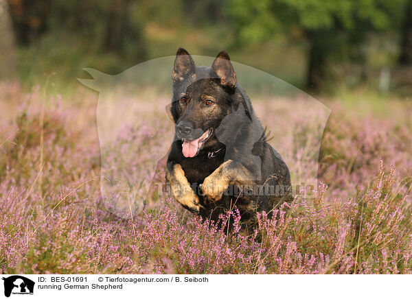 running German Shepherd / BES-01691