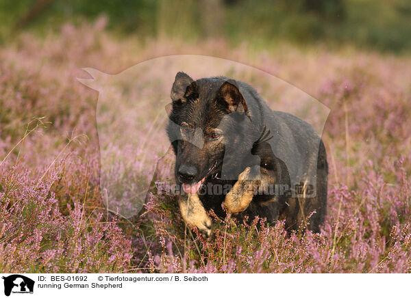 running German Shepherd / BES-01692