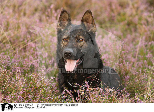 German Shepherd Portrait / BES-01693