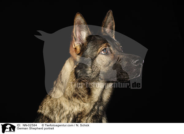 German Shepherd portrait / NN-02584
