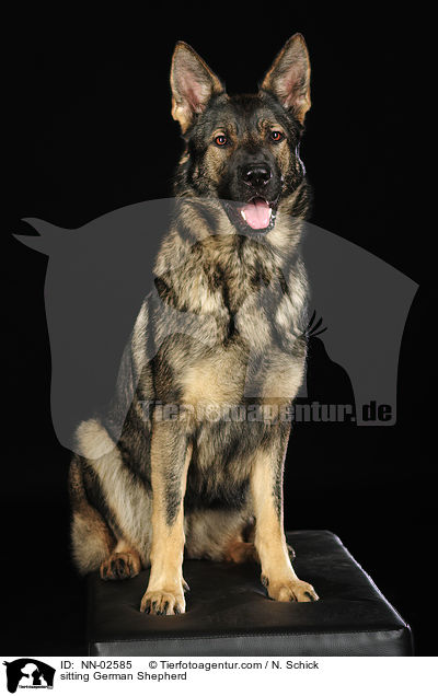 sitting German Shepherd / NN-02585