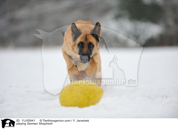 playing German Shepherd / YJ-05941