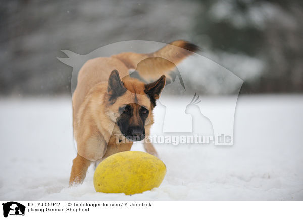 playing German Shepherd / YJ-05942
