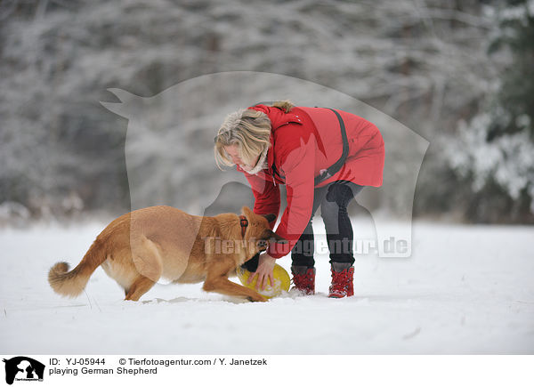 playing German Shepherd / YJ-05944