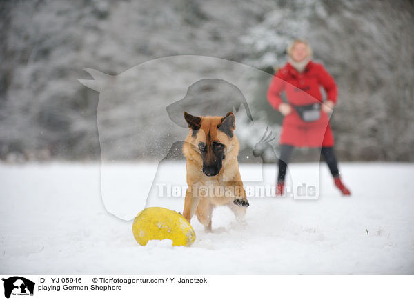 playing German Shepherd / YJ-05946