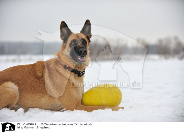 lying German Shepherd / YJ-05947