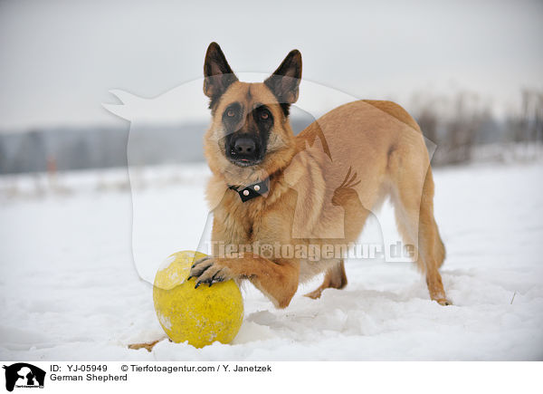 German Shepherd / YJ-05949