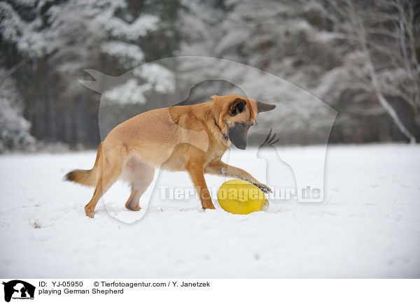 playing German Shepherd / YJ-05950