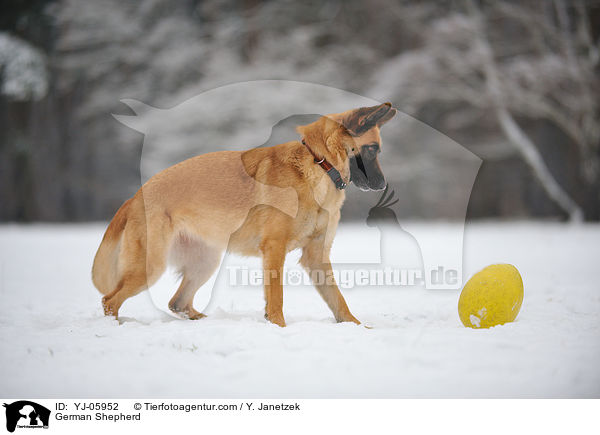 German Shepherd / YJ-05952