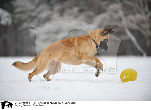 playing German Shepherd / YJ-05953