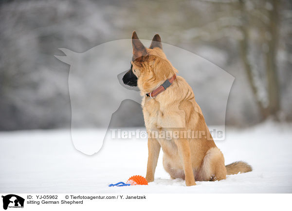 sitting German Shepherd / YJ-05962