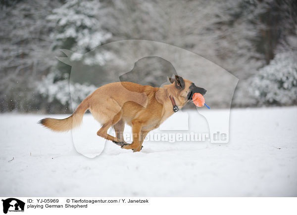 playing German Shepherd / YJ-05969