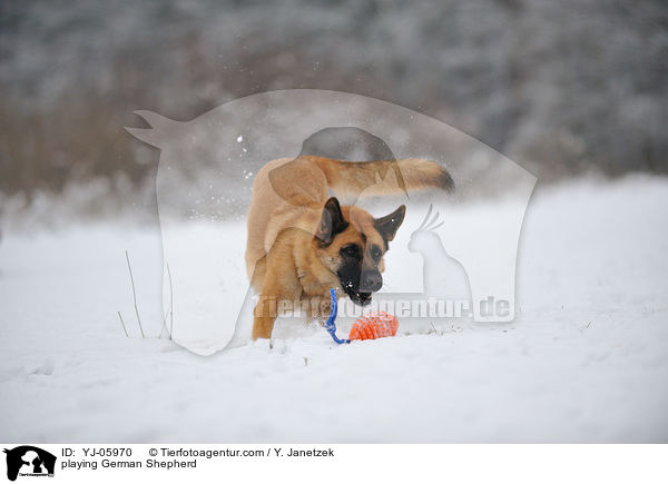 playing German Shepherd / YJ-05970