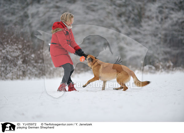 playing German Shepherd / YJ-05972