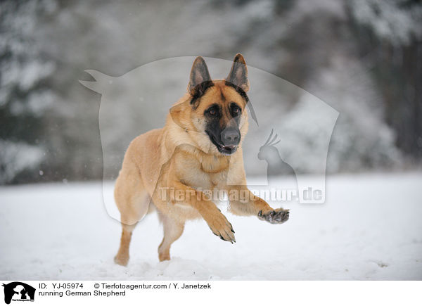 running German Shepherd / YJ-05974