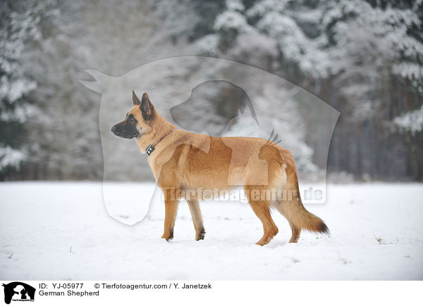 German Shepherd / YJ-05977
