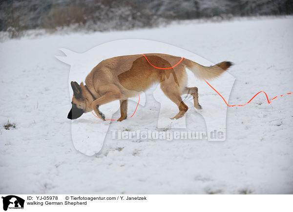 walking German Shepherd / YJ-05978