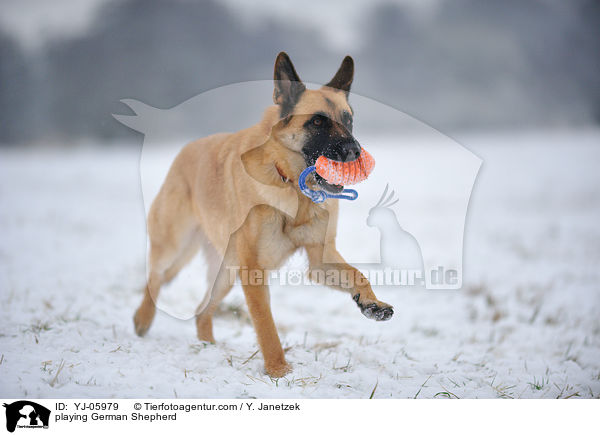 playing German Shepherd / YJ-05979