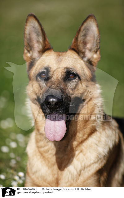 german shepherd portrait / RR-54693