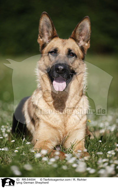 lying German Shepherd / RR-54694